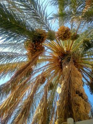 Dates hanging on a palmtree