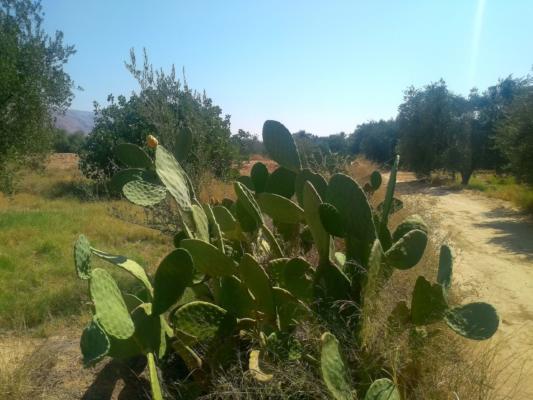 Cactus plant with Indian figs