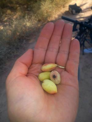 Fresh cropped pistachios