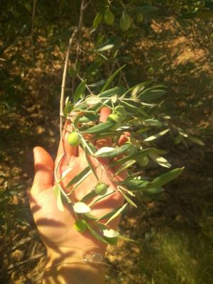 Olive tree with fruits