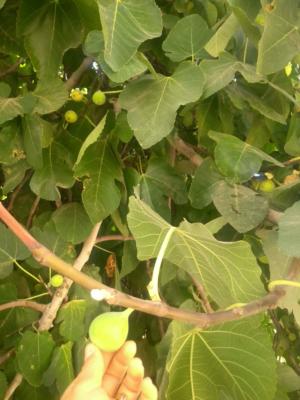 Fig tree with fruits