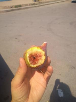 Tasty fresh fig