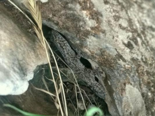 Lizard hidden in a stone opening