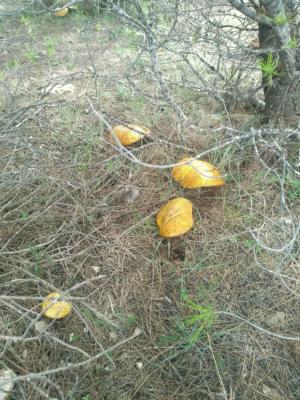 Mushrooms on the Ebba hill