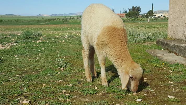 Grazing sheep