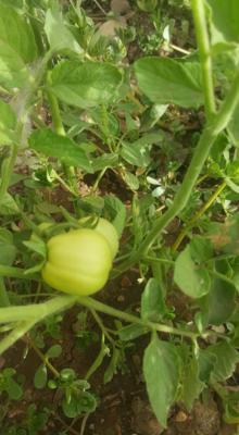 Growing tomatos