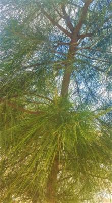 Pine tree